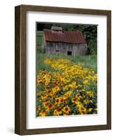 Black Eyed Susans and Barn, Vermont, USA-Darrell Gulin-Framed Photographic Print