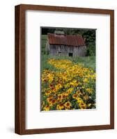 Black Eyed Susans and Barn, Vermont, USA-Darrell Gulin-Framed Photographic Print