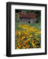 Black Eyed Susans and Barn, Vermont, USA-Darrell Gulin-Framed Photographic Print