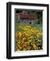 Black Eyed Susans and Barn, Vermont, USA-Darrell Gulin-Framed Photographic Print