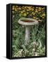 Black-Eyed Susans and Chrysanthemums-null-Framed Stretched Canvas