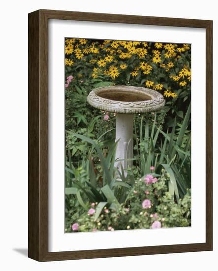 Black-Eyed Susans and Chrysanthemums-null-Framed Photographic Print