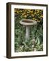 Black-Eyed Susans and Chrysanthemums-null-Framed Photographic Print