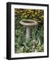 Black-Eyed Susans and Chrysanthemums-null-Framed Photographic Print