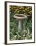 Black-Eyed Susans and Chrysanthemums-null-Framed Photographic Print