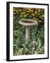 Black-Eyed Susans and Chrysanthemums-null-Framed Photographic Print