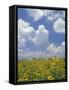 Black-Eyed Susans and Clouds, Oldham County, Kentucky, USA-Adam Jones-Framed Stretched Canvas