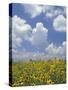 Black-Eyed Susans and Clouds, Oldham County, Kentucky, USA-Adam Jones-Stretched Canvas