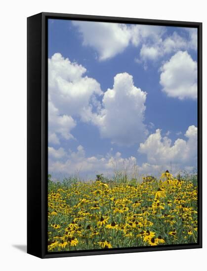 Black-Eyed Susans and Clouds, Oldham County, Kentucky, USA-Adam Jones-Framed Stretched Canvas