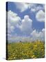 Black-Eyed Susans and Clouds, Oldham County, Kentucky, USA-Adam Jones-Stretched Canvas