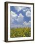 Black-Eyed Susans and Clouds, Oldham County, Kentucky, USA-Adam Jones-Framed Photographic Print