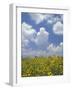 Black-Eyed Susans and Clouds, Oldham County, Kentucky, USA-Adam Jones-Framed Photographic Print