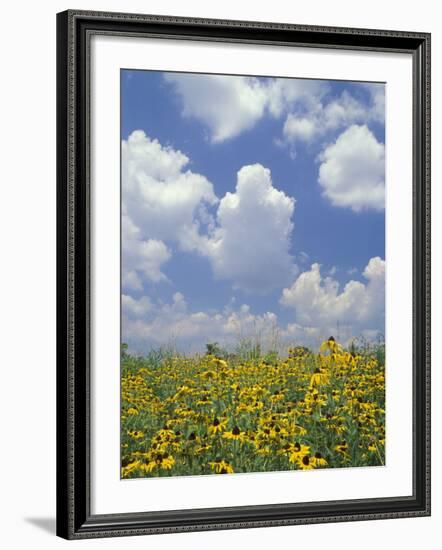 Black-Eyed Susans and Clouds, Oldham County, Kentucky, USA-Adam Jones-Framed Photographic Print