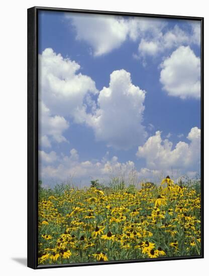 Black-Eyed Susans and Clouds, Oldham County, Kentucky, USA-Adam Jones-Framed Photographic Print