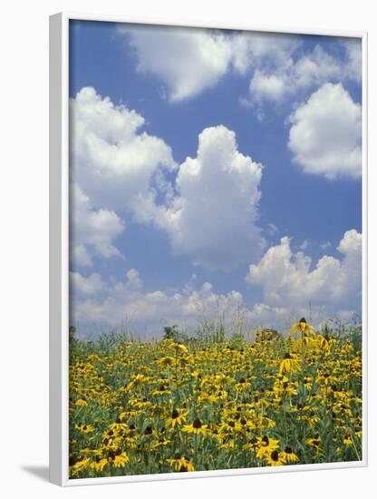 Black-Eyed Susans and Clouds, Oldham County, Kentucky, USA-Adam Jones-Framed Photographic Print