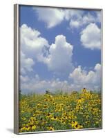 Black-Eyed Susans and Clouds, Oldham County, Kentucky, USA-Adam Jones-Framed Photographic Print