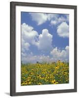 Black-Eyed Susans and Clouds, Oldham County, Kentucky, USA-Adam Jones-Framed Photographic Print