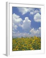 Black-Eyed Susans and Clouds, Oldham County, Kentucky, USA-Adam Jones-Framed Photographic Print