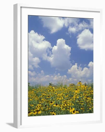 Black-Eyed Susans and Clouds, Oldham County, Kentucky, USA-Adam Jones-Framed Photographic Print