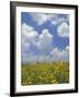 Black-Eyed Susans and Clouds, Oldham County, Kentucky, USA-Adam Jones-Framed Photographic Print