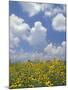 Black-Eyed Susans and Clouds, Oldham County, Kentucky, USA-Adam Jones-Mounted Photographic Print