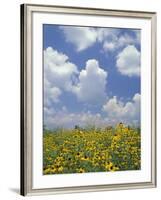 Black-Eyed Susans and Clouds, Oldham County, Kentucky, USA-Adam Jones-Framed Photographic Print