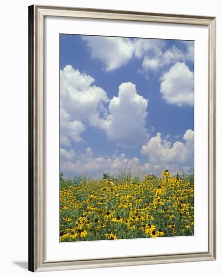 Black-Eyed Susans and Clouds, Oldham County, Kentucky, USA-Adam Jones-Framed Photographic Print