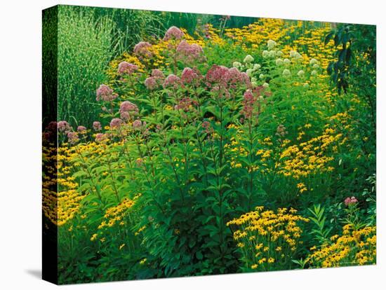 Black-eyed Susans and Sweet Joe-Pye Weed in the Holden Arboretum, Cleveland, Ohio, USA-Adam Jones-Stretched Canvas