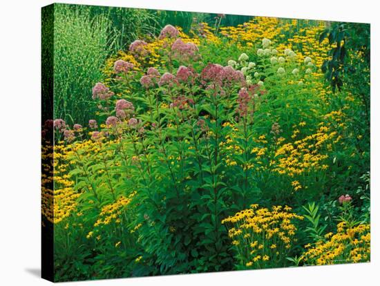 Black-eyed Susans and Sweet Joe-Pye Weed in the Holden Arboretum, Cleveland, Ohio, USA-Adam Jones-Stretched Canvas