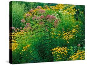 Black-eyed Susans and Sweet Joe-Pye Weed in the Holden Arboretum, Cleveland, Ohio, USA-Adam Jones-Stretched Canvas