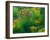 Black-eyed Susans and Sweet Joe-Pye Weed in the Holden Arboretum, Cleveland, Ohio, USA-Adam Jones-Framed Photographic Print