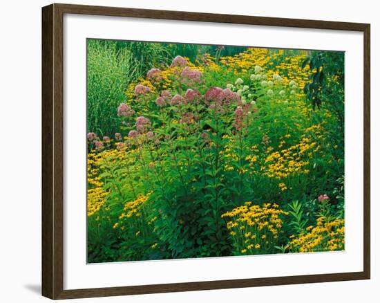 Black-eyed Susans and Sweet Joe-Pye Weed in the Holden Arboretum, Cleveland, Ohio, USA-Adam Jones-Framed Photographic Print