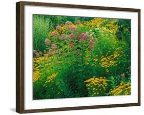 Black-eyed Susans and Sweet Joe-Pye Weed in the Holden Arboretum, Cleveland, Ohio, USA-Adam Jones-Framed Photographic Print