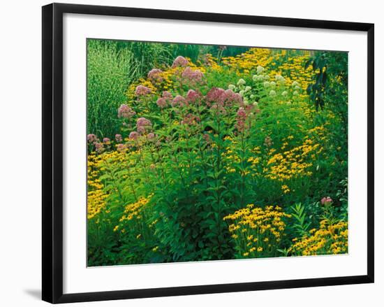 Black-eyed Susans and Sweet Joe-Pye Weed in the Holden Arboretum, Cleveland, Ohio, USA-Adam Jones-Framed Photographic Print