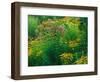 Black-eyed Susans and Sweet Joe-Pye Weed in the Holden Arboretum, Cleveland, Ohio, USA-Adam Jones-Framed Photographic Print