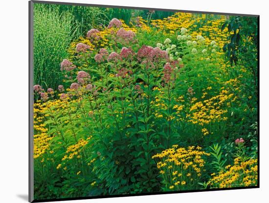 Black-eyed Susans and Sweet Joe-Pye Weed in the Holden Arboretum, Cleveland, Ohio, USA-Adam Jones-Mounted Photographic Print