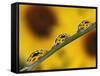 Black Eyed Susans Refracted in Dew Drops on Blade of Grass-Adam Jones-Framed Stretched Canvas