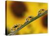 Black Eyed Susans Refracted in Dew Drops on Blade of Grass-Adam Jones-Stretched Canvas