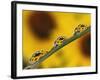 Black Eyed Susans Refracted in Dew Drops on Blade of Grass-Adam Jones-Framed Photographic Print