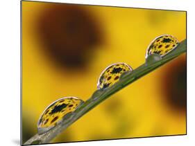 Black Eyed Susans Refracted in Dew Drops on Blade of Grass-Adam Jones-Mounted Photographic Print