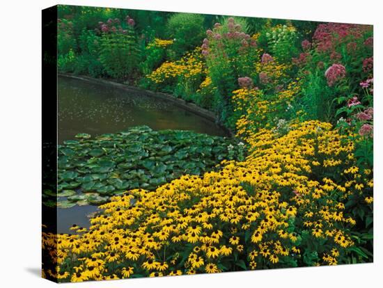 Black-Eyed Susans, Rudbeckia Hirta, and Joe Pye Weed, Holden Arboretum, Cleveland, Ohio, USA-Adam Jones-Stretched Canvas