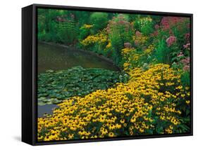 Black-Eyed Susans, Rudbeckia Hirta, and Joe Pye Weed, Holden Arboretum, Cleveland, Ohio, USA-Adam Jones-Framed Stretched Canvas