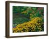 Black-Eyed Susans, Rudbeckia Hirta, and Joe Pye Weed, Holden Arboretum, Cleveland, Ohio, USA-Adam Jones-Framed Photographic Print