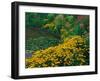 Black-Eyed Susans, Rudbeckia Hirta, and Joe Pye Weed, Holden Arboretum, Cleveland, Ohio, USA-Adam Jones-Framed Photographic Print