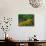 Black-Eyed Susans, Rudbeckia Hirta, and Joe Pye Weed, Holden Arboretum, Cleveland, Ohio, USA-Adam Jones-Photographic Print displayed on a wall