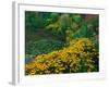 Black-Eyed Susans, Rudbeckia Hirta, and Joe Pye Weed, Holden Arboretum, Cleveland, Ohio, USA-Adam Jones-Framed Photographic Print