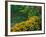 Black-Eyed Susans, Rudbeckia Hirta, and Joe Pye Weed, Holden Arboretum, Cleveland, Ohio, USA-Adam Jones-Framed Photographic Print