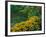 Black-Eyed Susans, Rudbeckia Hirta, and Joe Pye Weed, Holden Arboretum, Cleveland, Ohio, USA-Adam Jones-Framed Photographic Print