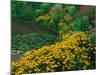 Black-Eyed Susans, Rudbeckia Hirta, and Joe Pye Weed, Holden Arboretum, Cleveland, Ohio, USA-Adam Jones-Mounted Photographic Print