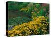 Black-Eyed Susans, Rudbeckia Hirta, and Joe Pye Weed, Holden Arboretum, Cleveland, Ohio, USA-Adam Jones-Stretched Canvas